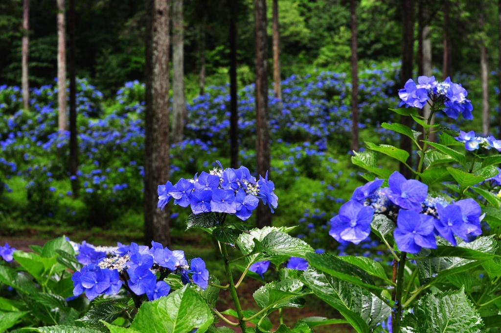 紫陽花の園