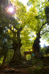 菅山寺山門