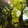 菅山寺山門