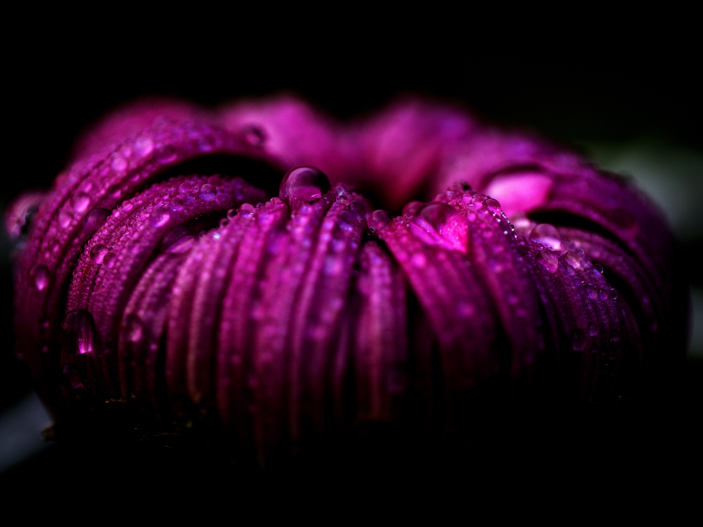 菊