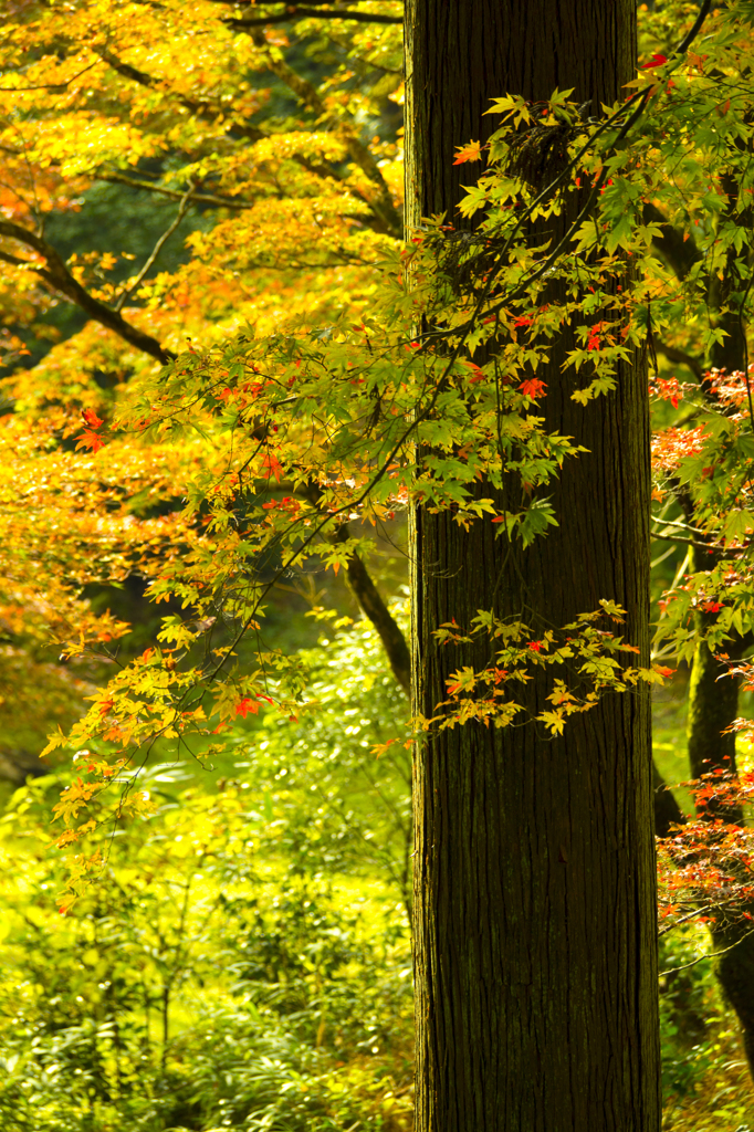 紅葉
