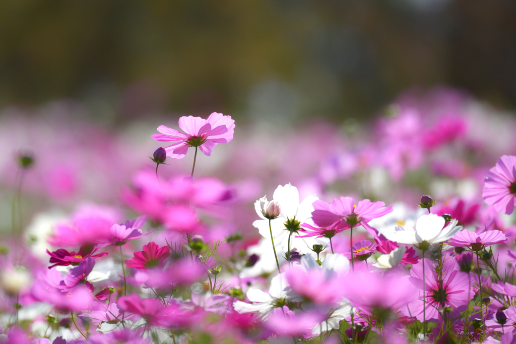 秋桜