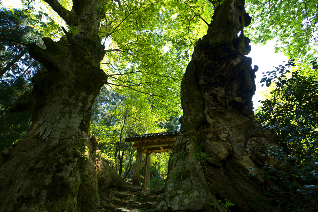 樹齢１１００年