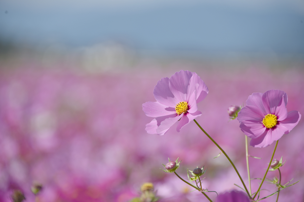 秋桜