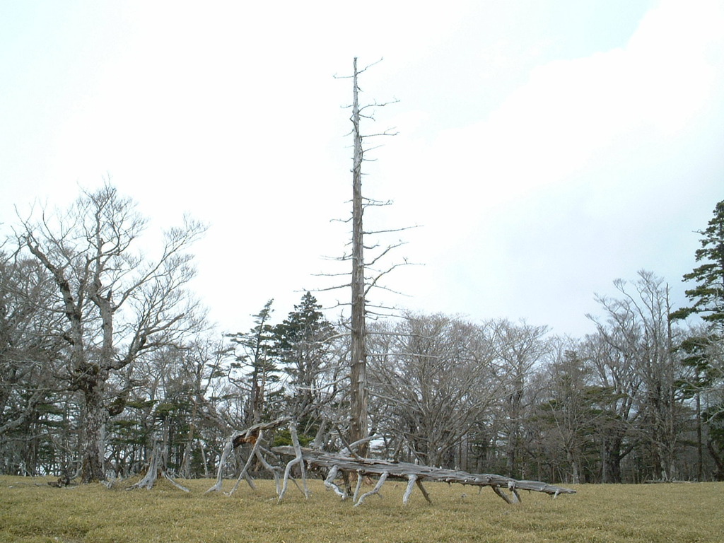 立ち枯れの木