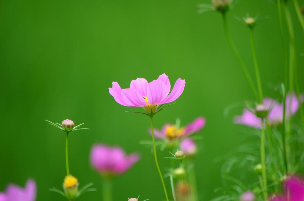 田んぼの畦道の花