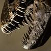 T-Rex