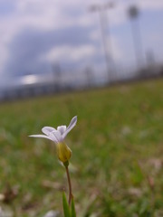 イヌノフグリ（色違い）