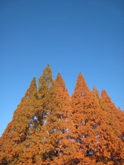 青空と紅葉