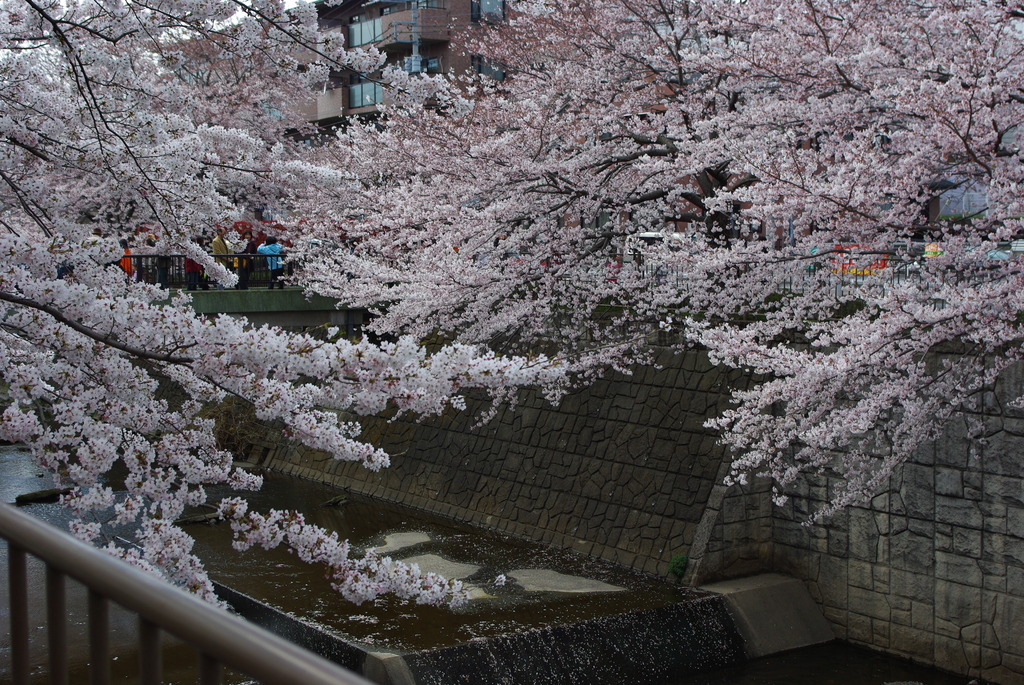 桜の門