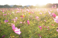 朝活