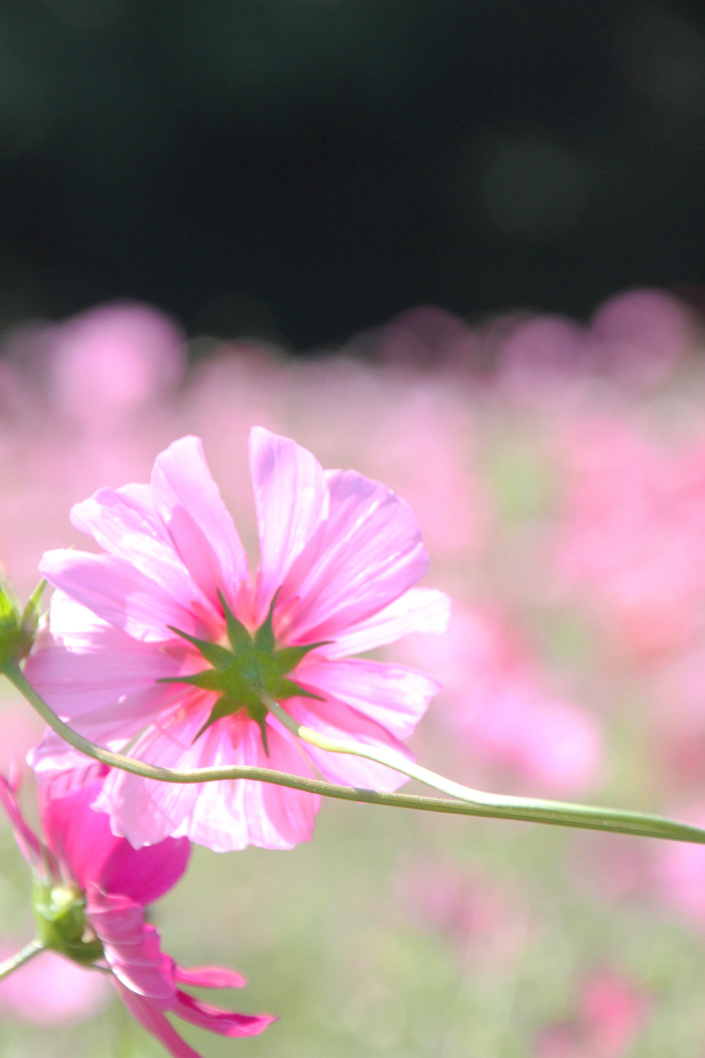 秋桜