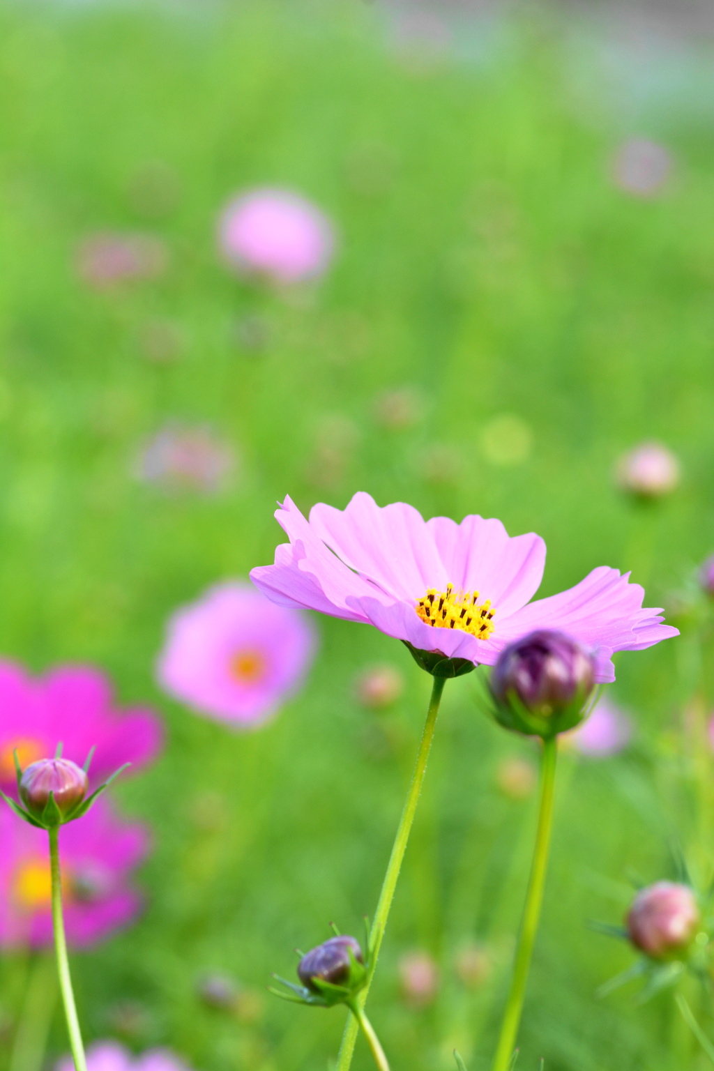 コスモス　Tokina100ｍｍマクロレンズ
