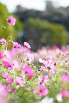 コスモス　Tokina100ｍｍマクロレンズ