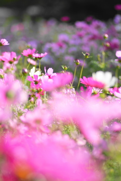 コスモス　Tokina100ｍｍマクロレンズ