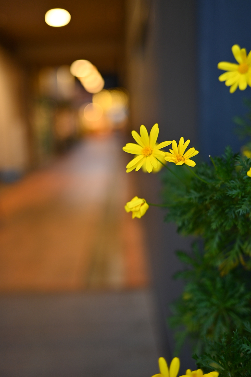 ユリオプスデージー