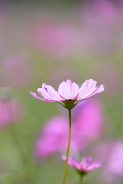 儚き瞬（とき）の彩り4