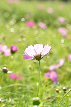 コスモス　Tokina100ｍｍマクロレンズ