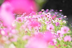コスモス　Tokina100ｍｍマクロレンズ
