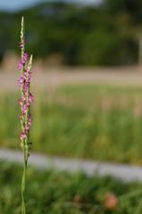 ねじ花（篠山城）