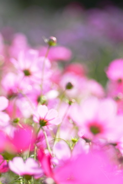 コスモス　Tokina100ｍｍマクロレンズ