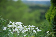 この花々のさきには？