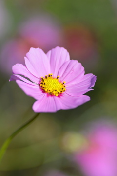 優しさの花びら