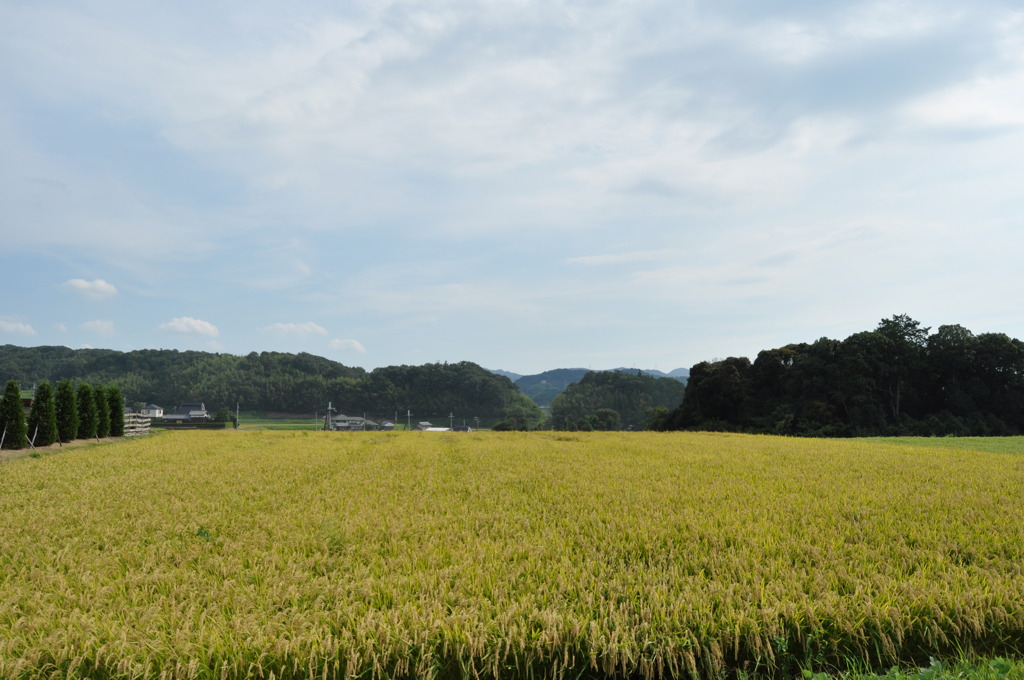 田舎の風景