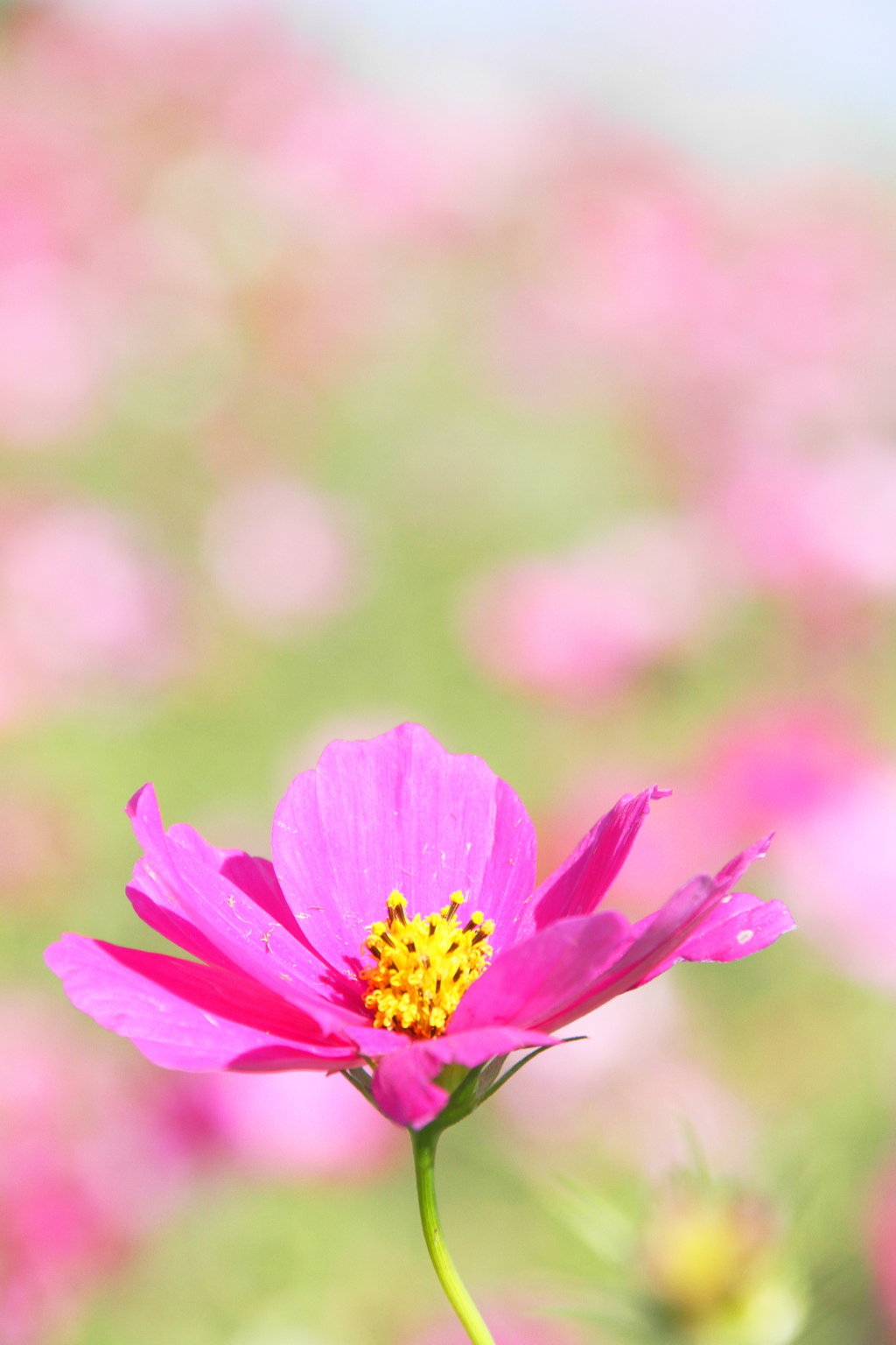 ひとり…咲き