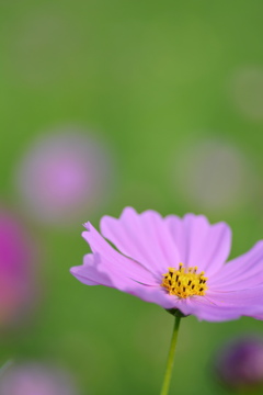 コスモス　Tokina100ｍｍマクロレンズ