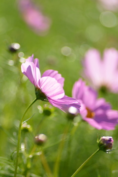 コスモス　Tokina100ｍｍマクロレンズ