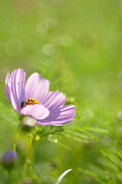 コスモス　Tokina100ｍｍマクロレンズ