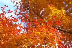 momiji