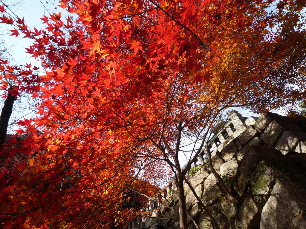 清水寺の紅葉