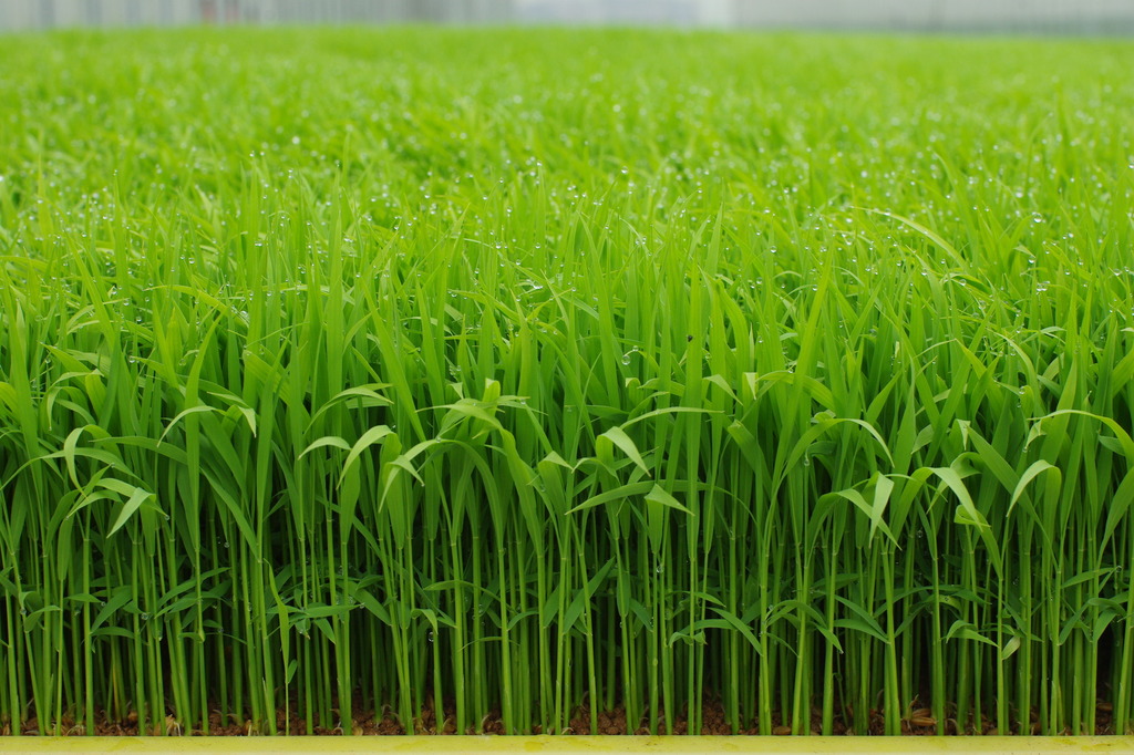 みんないちばん