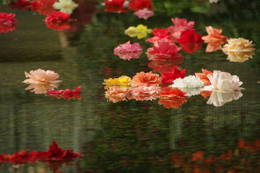 楽園の花