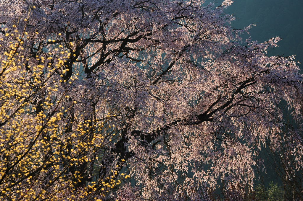 湯の山　しだれ桜②