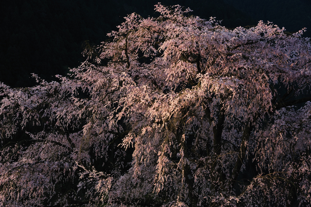 湯の山　しだれ桜