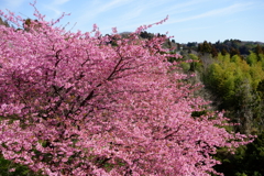 河津桜