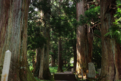 熊野神社の大杉