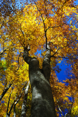 大山ブナ林の紅葉