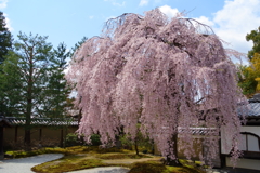 高台寺の桜