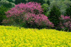 菊桃と菜の花