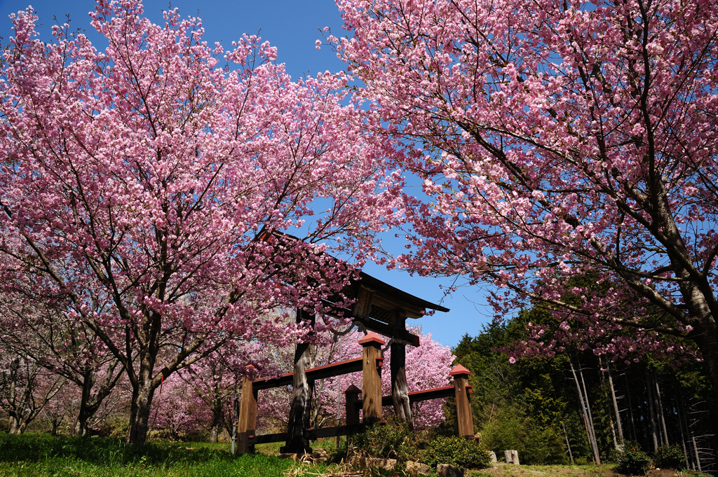 蘇羅比古神社