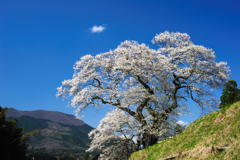 要害桜