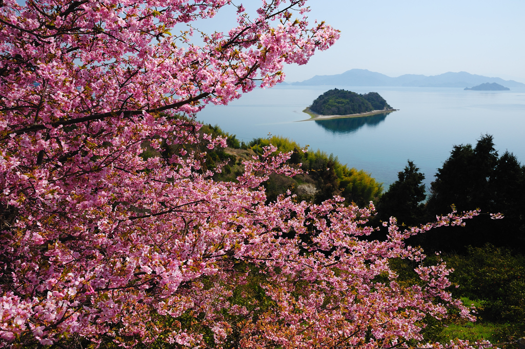 大芝島　河津桜