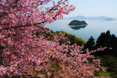 大芝島　河津桜