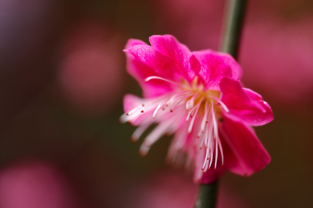 梅の花