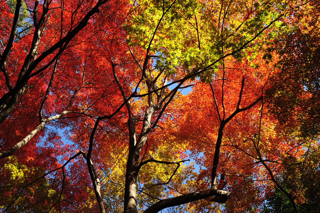 三滝寺の紅葉