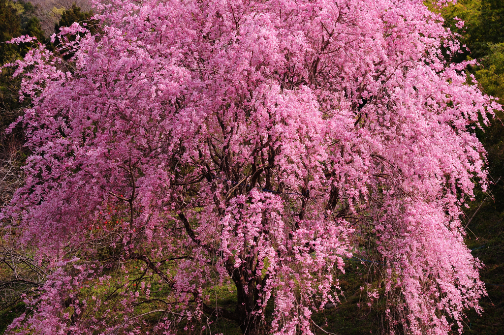 国道１９１号線沿いの桜